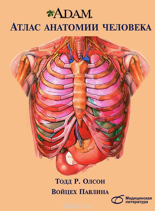 Скачать книгу "Атлас анатомии человека, Тодд Р. Олсон"