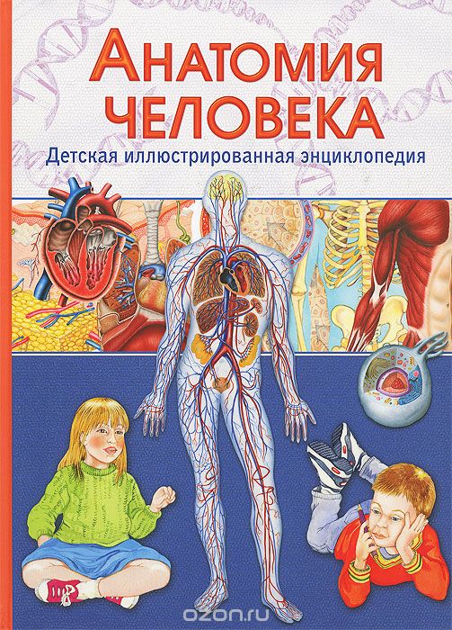 Анатомия человека. Детская иллюстрированная энциклопедия, В. Гуиди
