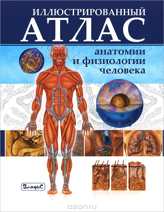 Скачать книгу "Иллюстрированный атлас анатомии и физиологии человека"