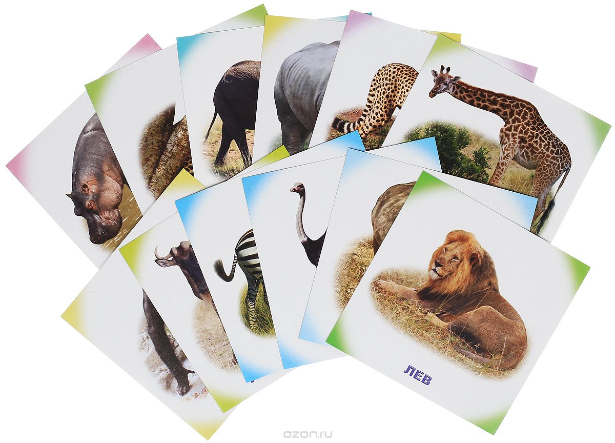 Обучающие карточки. Животные Африки